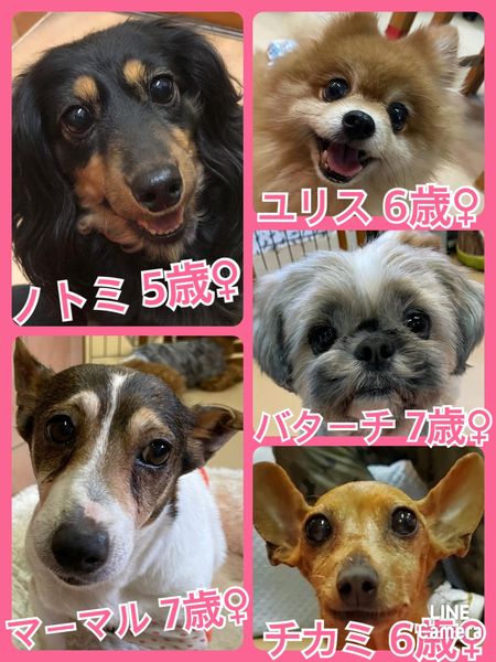 🐾今日の里親様募集中ワンコ🐶メンバーです🐾2022,5,9【保護犬カフェ天神橋店】